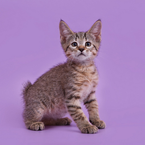 Питомник пиксибоб котенок PixieHouse Kitty (Кити)