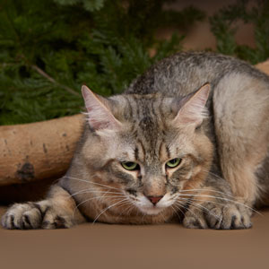 Питомник пиксибоб котенок PixieHouse Kohinor(Кохинор)