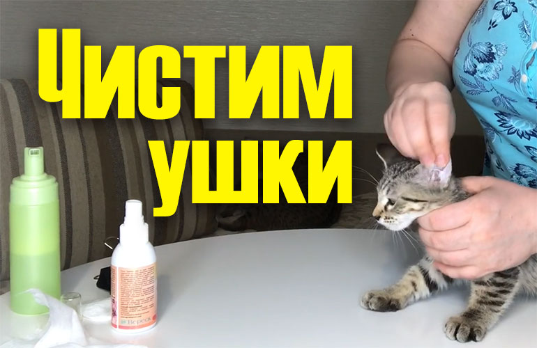 Как почистить уши кошке?