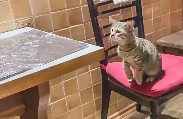 Отучаем кошку лазить по столам