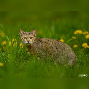 , кошки и котята Pixiebob (пиксибоб)