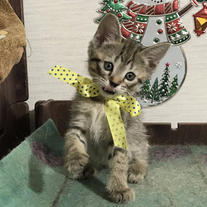 Фото котенка PixieHouse Key (Кэй) (Питомник пиксибобов Новосибирск)