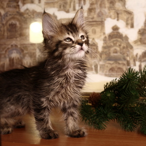 Фото котенка PixieHouse Shah (Шах) (Питомник пиксибобов Новосибирск)