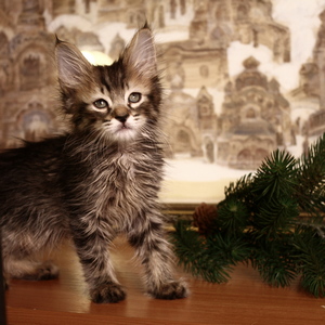 Фото котенка PixieHouse Shah (Шах) (Питомник пиксибобов Новосибирск)