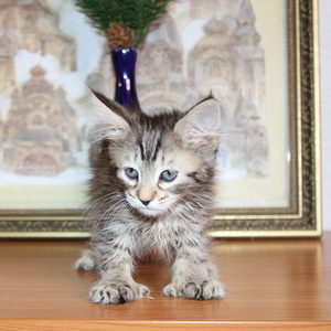 Фото котенка PixieHouse Sheyla (Шейла) (Питомник пиксибобов Новосибирск)