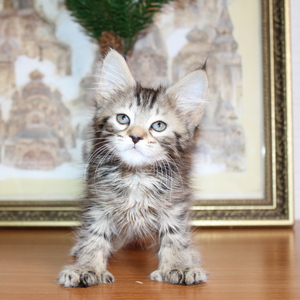 Фото котенка PixieHouse Sheyla (Шейла) (Питомник пиксибобов Новосибирск)