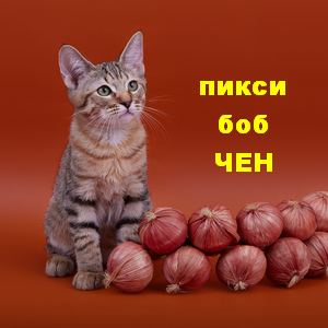 Фото котенка PixieHouse Chen (Чен) (Питомник пиксибобов Новосибирск)
