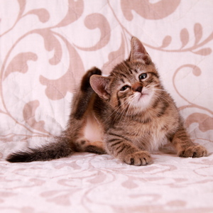 Фото котенка PixieHouse Stilian (Стилиан) (Питомник пиксибобов Новосибирск)