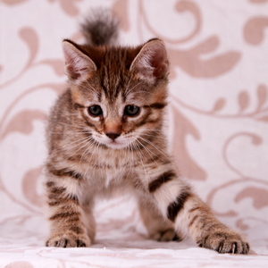 Фото котенка PixieHouse Samuel (Самуэль) (Питомник пиксибобов Новосибирск)