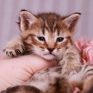Фото котенка PixieHouse Baloo (Балу) (Питомник пиксибобов Новосибирск)
