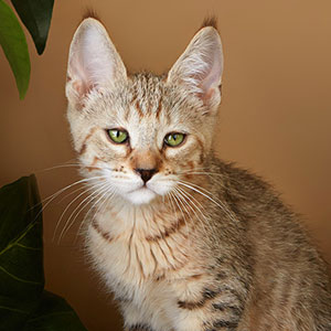 Yanvar(Январь), кошки и котята Pixiebob (пиксибоб)