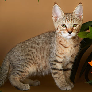 Yanvar(Январь), кошки и котята Pixiebob (пиксибоб)