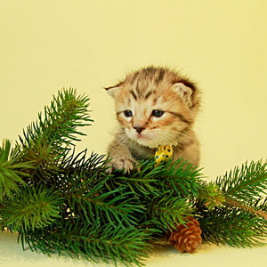 Фото котенка PixieHouse Sage (Сэйдж) (Питомник пиксибобов Новосибирск)