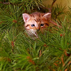 Фото котенка PixieHouse Sage (Сэйдж) (Питомник пиксибобов Новосибирск)