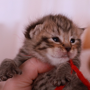 Фото котенка PixieHouse Bonbon (Бонбон) (Питомник пиксибобов Новосибирск)