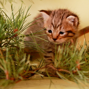 Фото котенка PixieHouse Bonbon (Бонбон) (Питомник пиксибобов Новосибирск)