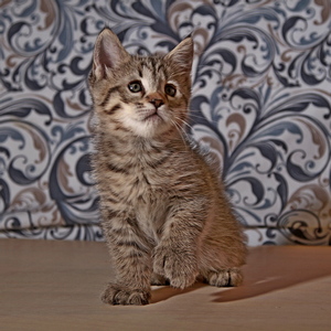 Фото котенка PixieHouse Molly (Молли) (Питомник пиксибобов Новосибирск)