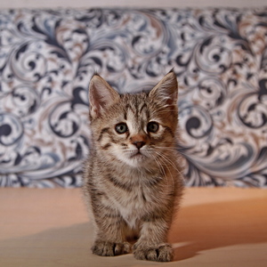 Фото котенка PixieHouse Molly (Молли) (Питомник пиксибобов Новосибирск)