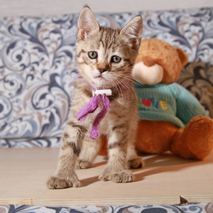 Фото котенка PixieHouse Ponca (Понка) (Питомник пиксибобов Новосибирск)