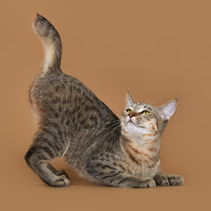 Tekila(Текила), кошки и котята Pixiebob (пиксибоб)