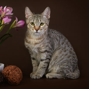 Bekki(Бекки), кошки и котята Pixiebob (пиксибоб)