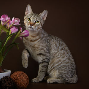 Фото котенка MagicalWoods Bekki(Бекки) (Питомник пиксибобов Новосибирск)