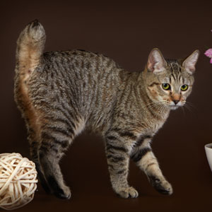 Boni(Бони), кошки и котята Pixiebob (пиксибоб)