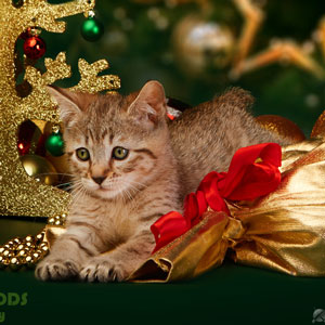 Фото котенка MagicalWoods Flashka(Флэшка) (Питомник пиксибобов Новосибирск)