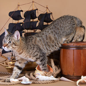 JackSparrov(ДжекВоробей), кошки и котята Pixiebob (пиксибоб)