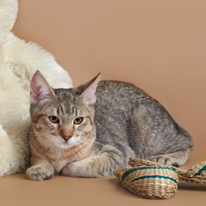 Kuzma(Кузьма), кошки и котята Pixiebob (пиксибоб)