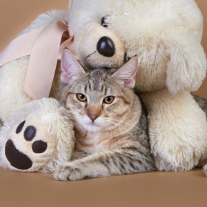Kuzma(Кузьма), кошки и котята Pixiebob (пиксибоб)