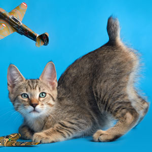 Marschal Pokryshkin(Маршал Покрышкин), кошки и котята Pixiebob (пиксибоб)