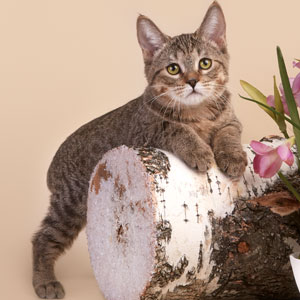 Vafer(Вафля), кошки и котята Pixiebob (пиксибоб)