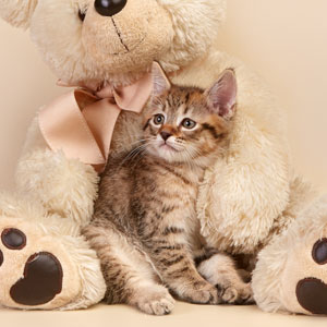 Фото котенка PixieHouse Lucky(Счастливчик) (Питомник пиксибобов Новосибирск)