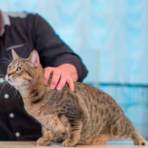 Фото котенка PixieHouse Richard LionHeart(Ричард Львиное сердце) (Питомник пиксибобов Новосибирск)